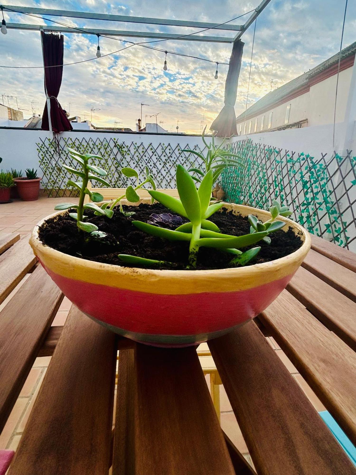 דירות סביליה La Azotea Del Sol מראה חיצוני תמונה